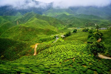Things to do in Darjeeling