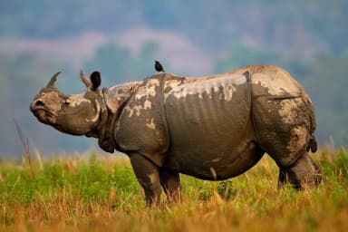 Things to do in Kaziranga