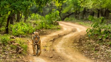 Things to do in Ranthambore